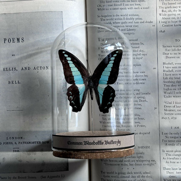 Insect Specimen | Common Bluebottle Butterfly