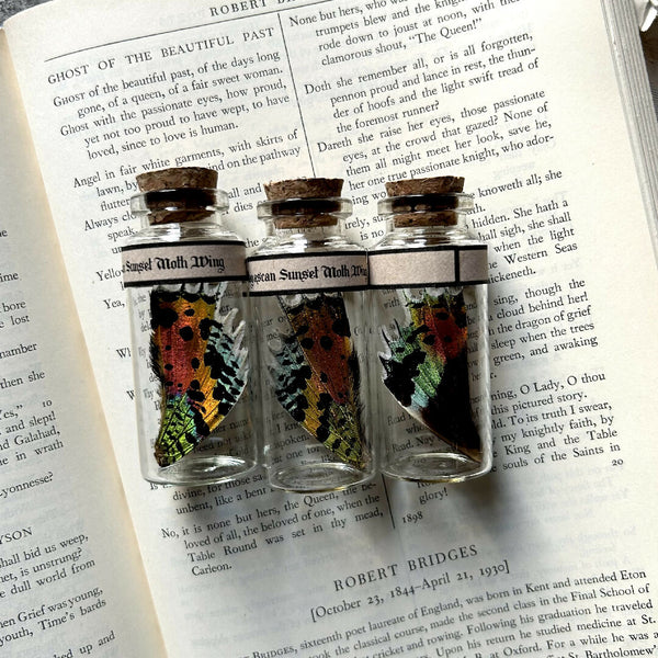 Butterfly Wing Jars | Madagascan Sunset Moth