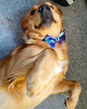 Pet Bowtie 