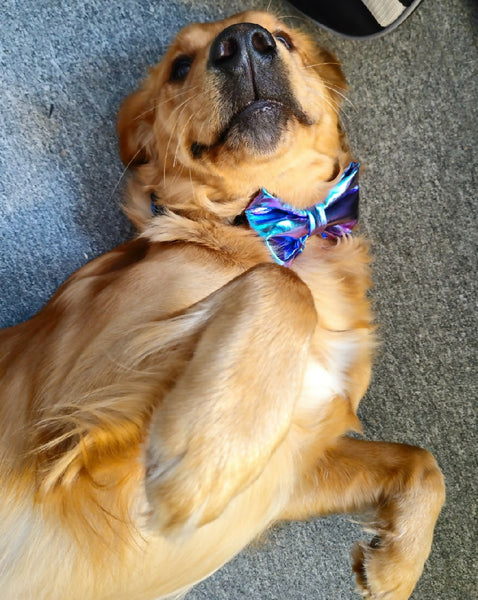 Pet Bowtie