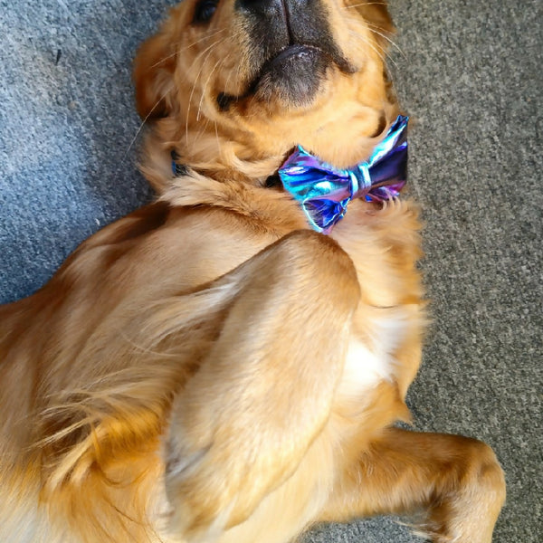 Pet Bowtie