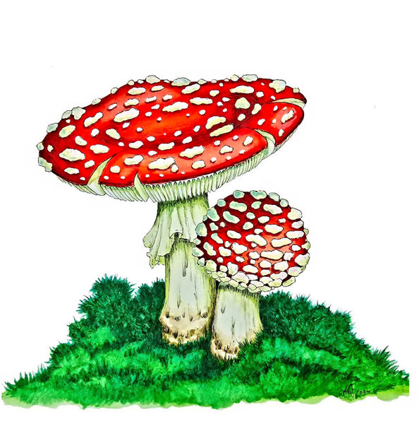 Red Amanita Mushroom Card