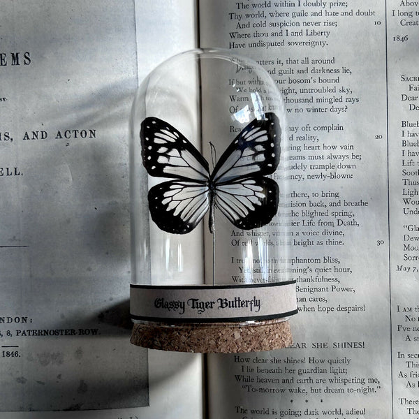 Insect Specimen | Glassy Tiger Butterfly