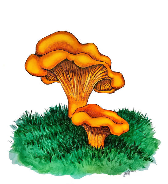 Golden Chanterelle Mushroom Card