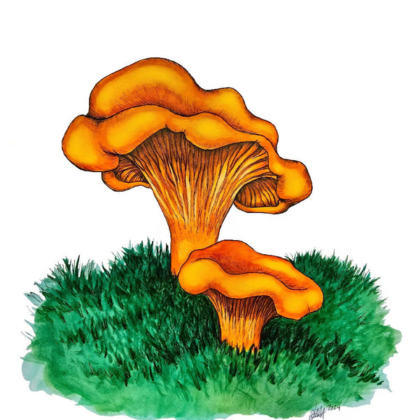 Golden Chanterelle Mushroom Card
