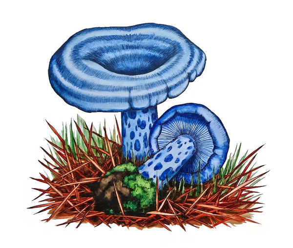 Indigo Lactarius Mushroom Card