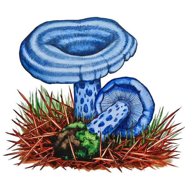 Indigo Lactarius Mushroom Card