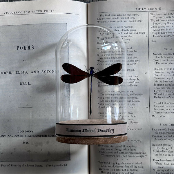 Insect Specimen | Mourning Widow Damselfly