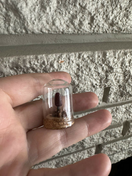 Lil’ Terrarium - Fun Size (medium)