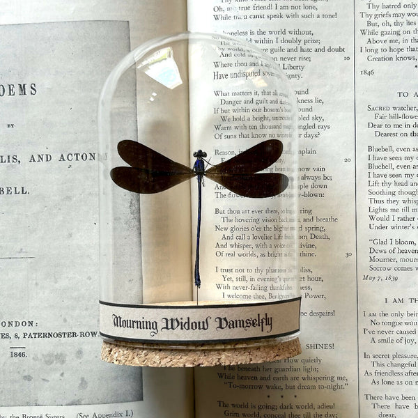 Insect Specimen | Mourning Widow Damselfly