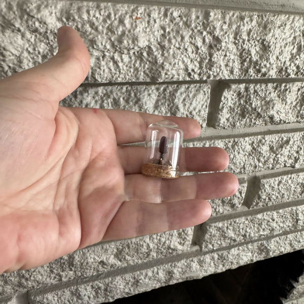 Lil’ Terrarium - Teeny Tiny (small)