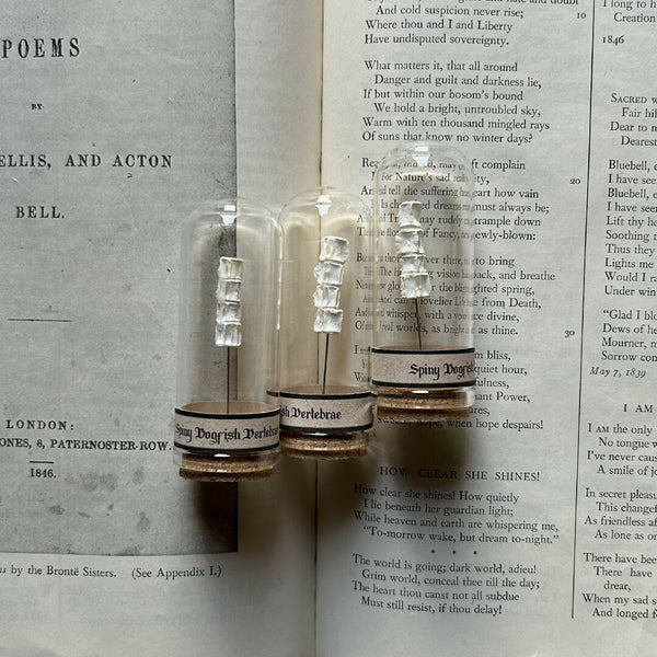 Curio Jar | Spiny Dogfish Vertebrae