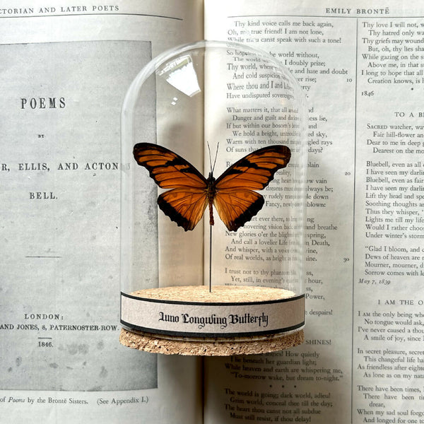 Insect Specimen | Juno Longwing Butterfly