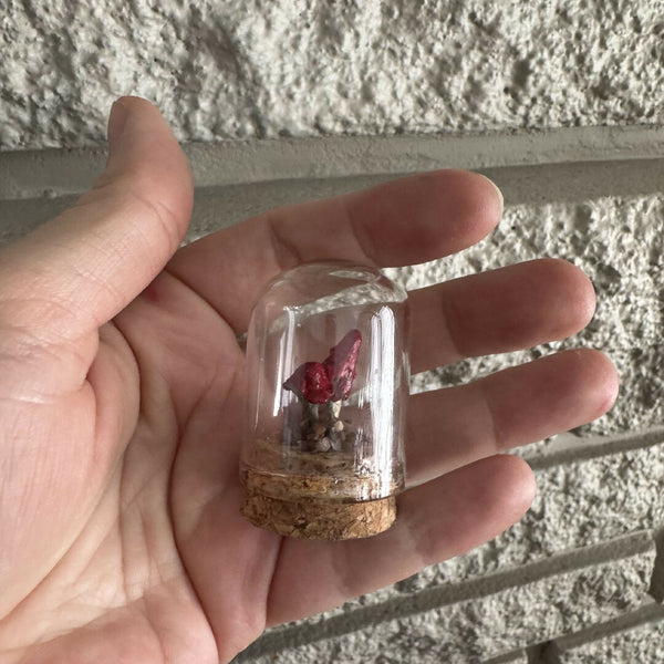 Lil’ Terrarium - Stocky Steve (medium)