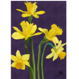 Daffodil Card 