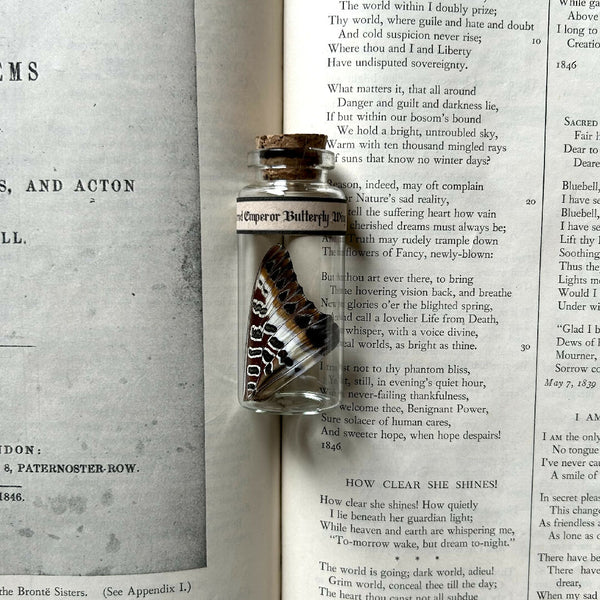 Butterfly Wing Jar | White Barred Emperor Butterfly
