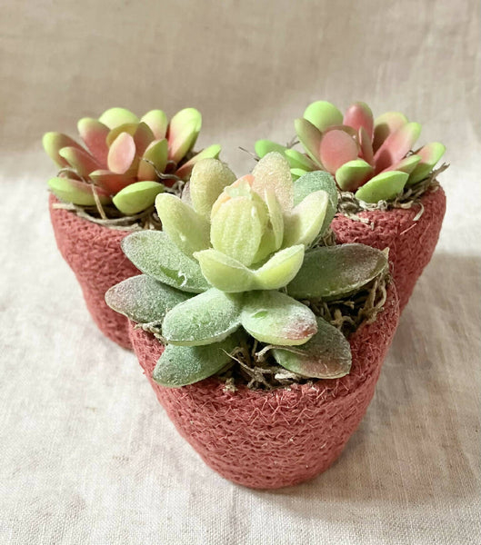 Wild Rose Faux Succulent Planter