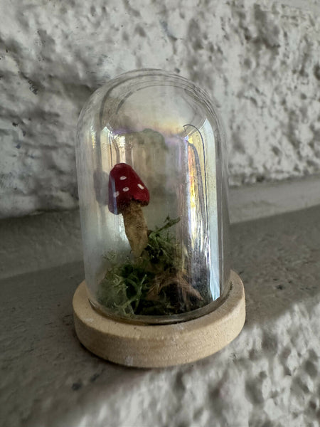 Lil’ Terrarium - Pretty Patty (medium)