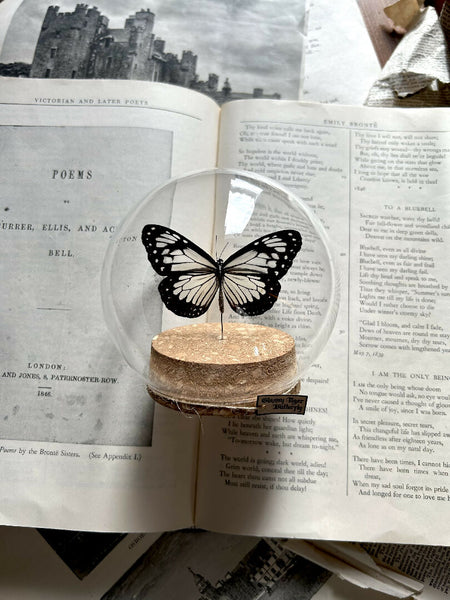 Insect Specimen | Glassy Tiger Butterfly