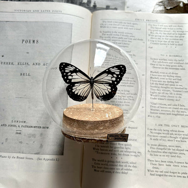 Insect Specimen | Glassy Tiger Butterfly
