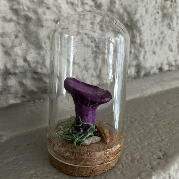 Wee Lil' Terrarium