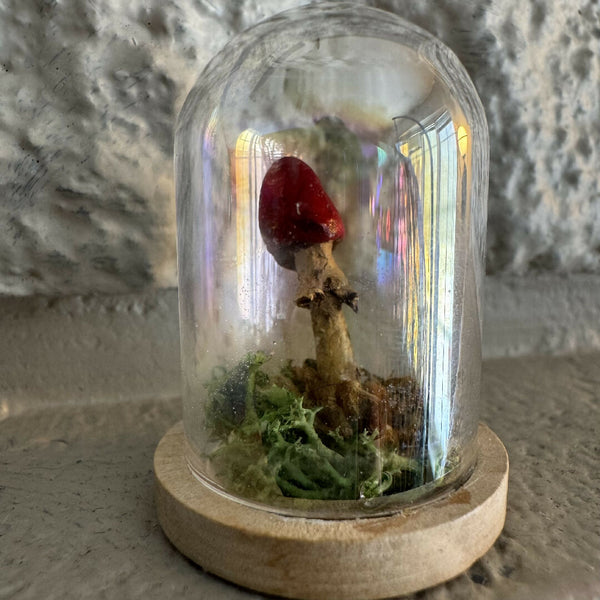 Lil’ Terrarium - Mini Marge (medium)