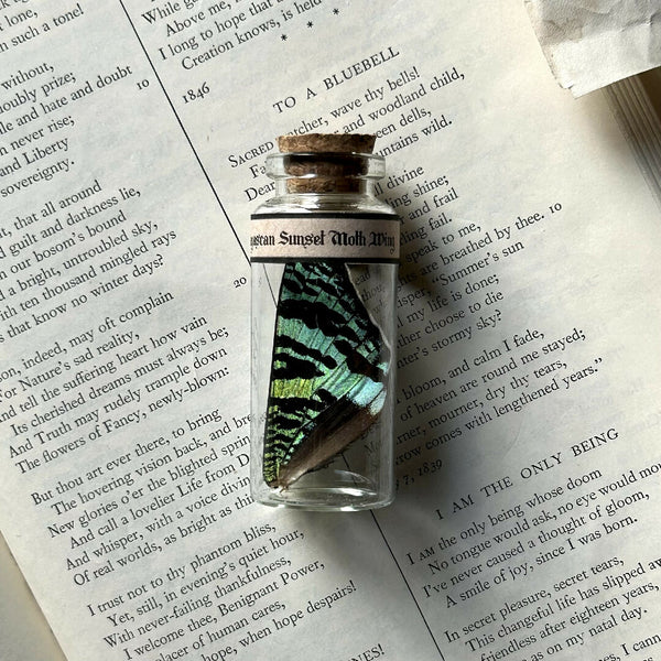 Butterfly Wing Jars | Madagascan Sunset Moth