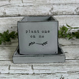 Pot plant - 3 