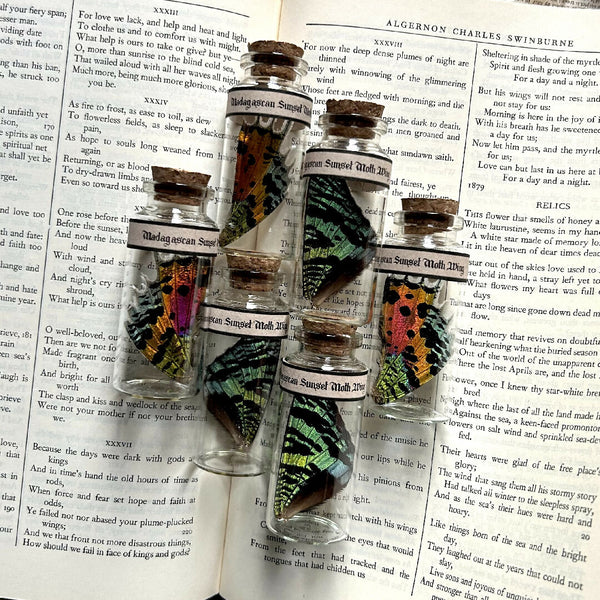 Butterfly Wing Jars | Madagascan Sunset Moth