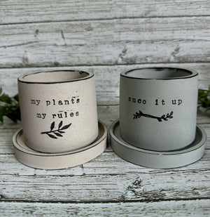 Pot plant - 5 
