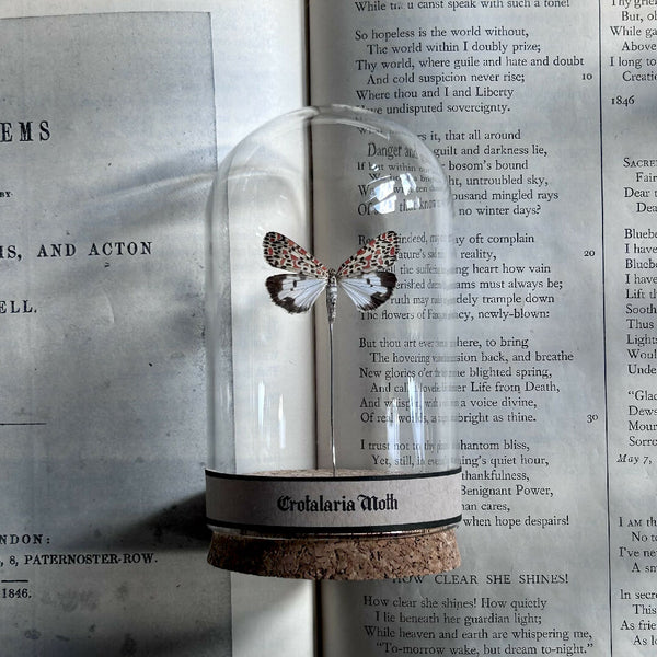 Inspect Specimen | Crotalaria Moth